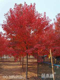 18公分美国红枫