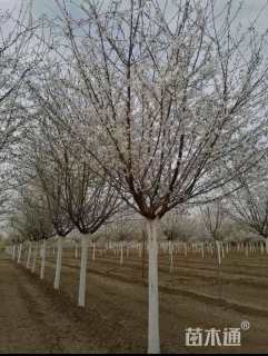 13公分染井吉野樱