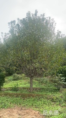 15公分绚丽海棠