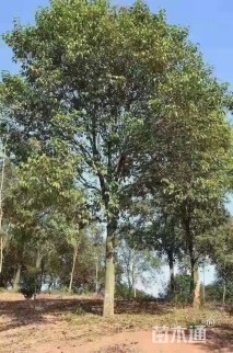 15公分红果冬青