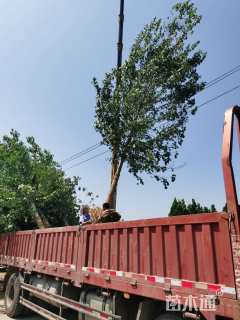 14公分美国红枫-红冠