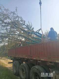 15公分(5杆)丛生朴树