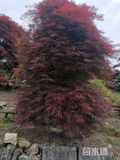 高度250厘米羽毛枫