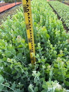 高度40厘米银叶金合欢