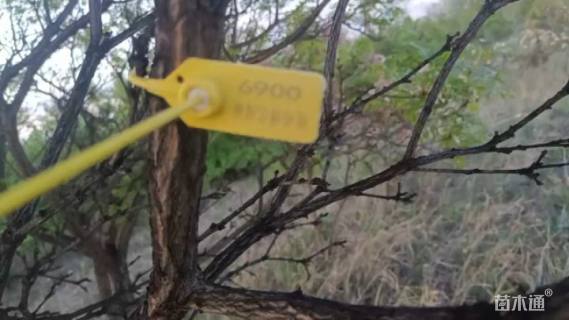 高度450厘米白皮松