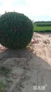 冠幅100厘米卫矛球