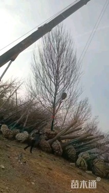 18公分美国红枫-红冠