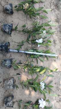 高度35厘米中叶栀子