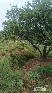 高度400厘米丛生胡柚