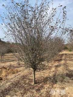 15公分垂丝海棠