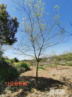 12公分朴树