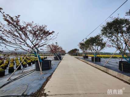 18公分日本红枫