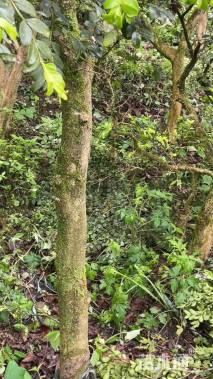 高度300厘米瓜子黄杨