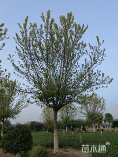 30公分金叶复叶槭