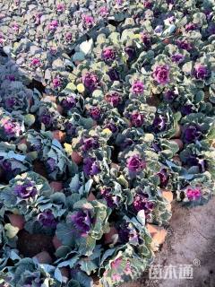 高度12厘米羽衣甘蓝