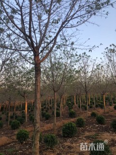 15公分染井吉野樱