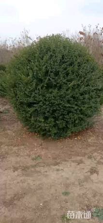冠幅180厘米小叶女贞球