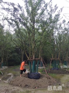 10公分丛生朴树