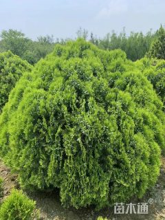 高度40厘米洒金柏