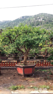 15公分造型石榴树