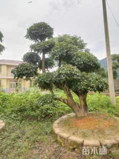 40公分造型椤木石楠