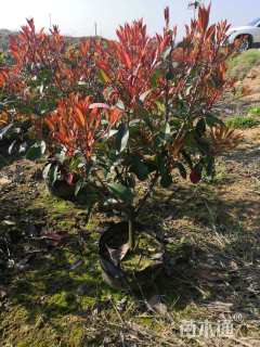 10公分红叶石楠