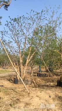 40公分(5杆)丛生乌桕