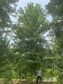 20公分美国红枫