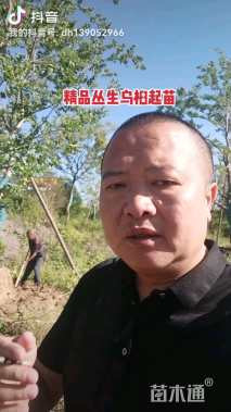 80公分丛生乌桕