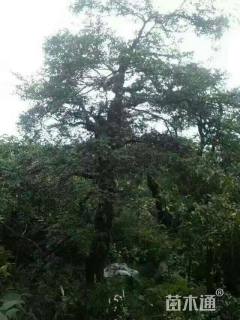 高度800厘米瓜子黄杨