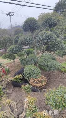 高度180厘米小叶女贞