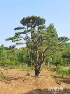 30公分造型油松