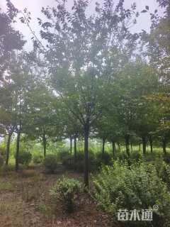 18公分高杆樱花