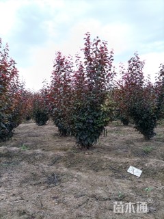 高度1500厘米丛生紫叶李