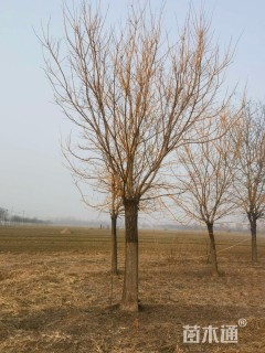 25公分黄金槐