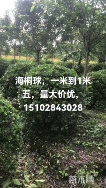 冠幅1200厘米海桐球