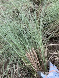 高度80厘米晨光芒