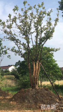 60公分多杆香樟