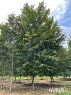 18公分美国红枫