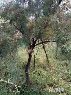 高度500厘米柽柳