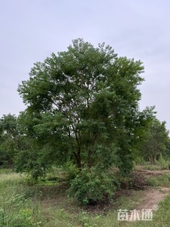 15公分(5杆)丛生乌桕