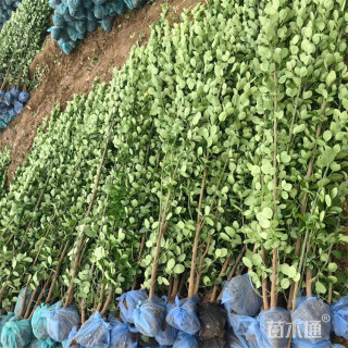 高度80厘米丛生北海道黄杨