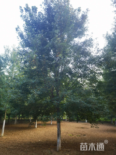 15公分美国红枫-红点