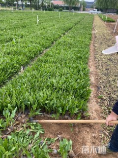 高度14厘米青叶玉簪