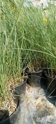 高度50厘米细叶芒