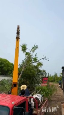 14公分黄山栾树