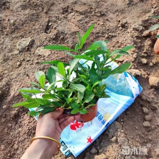 高度35厘米柳叶马鞭草