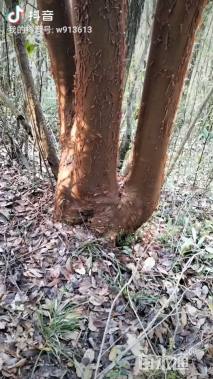 高度1500厘米马灵光