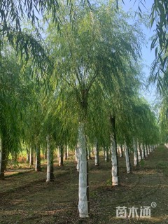 15公分嫁接垂柳