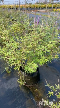 高度60厘米穗花牡荆